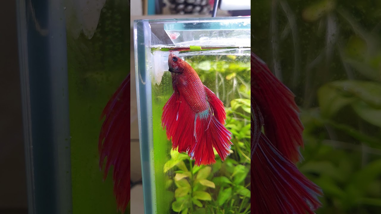 Kampffisch (Betta splendens) F&uuml;tterung