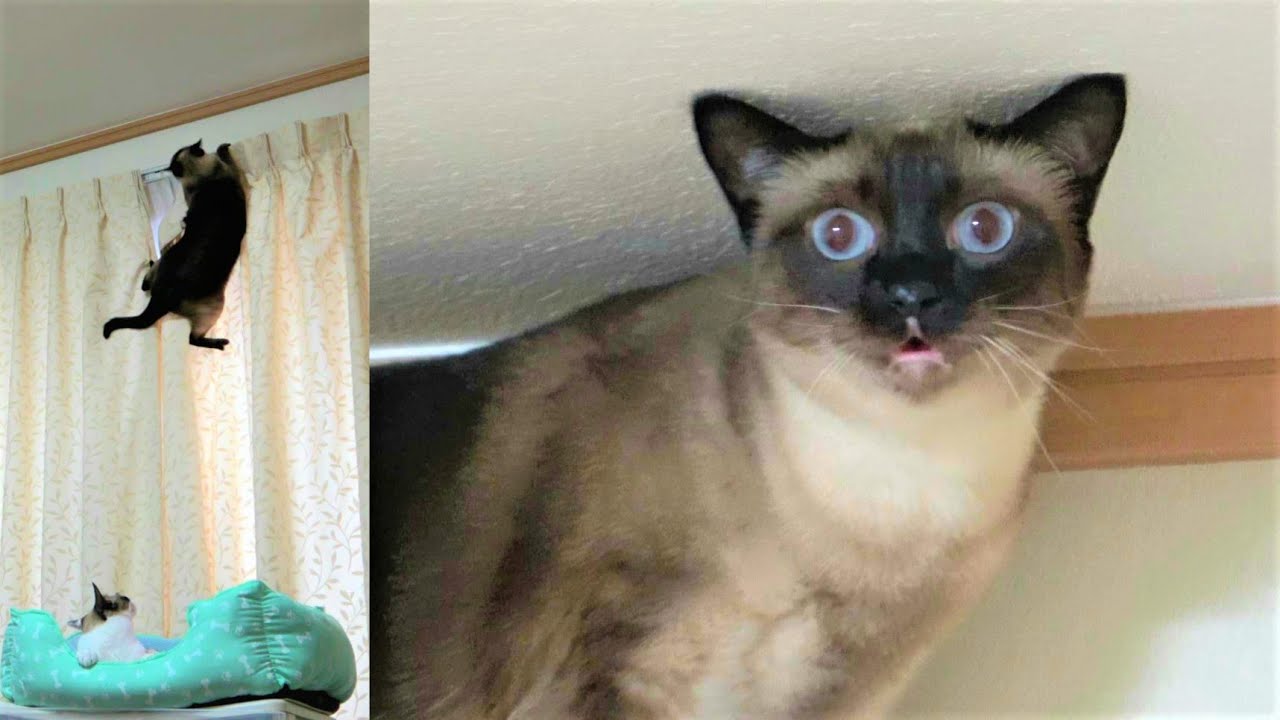 １年ぶりに上ったカーテンレールから降りれず鳴き叫ぶ猫シャムエ🐈を観察した結果