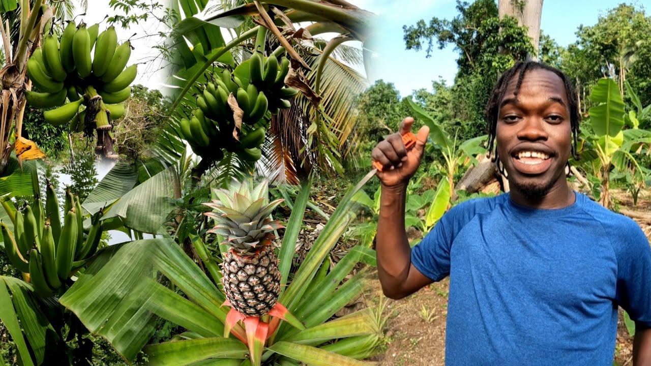 Farming Plenty of Bananas ñ Plantains | Cleaning Up The Land + Farm Tour ñ Birthday Celebration 