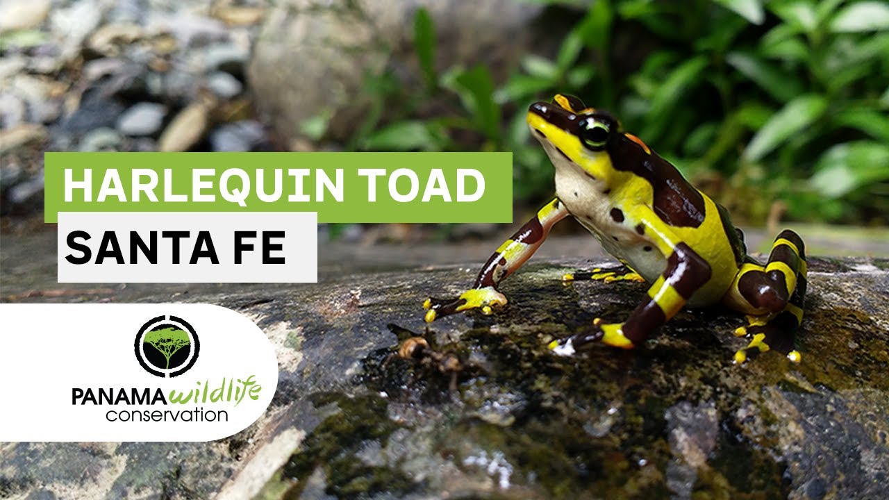 HARLEQUIN TOAD PROJECT SANTA FE INTERVIEW