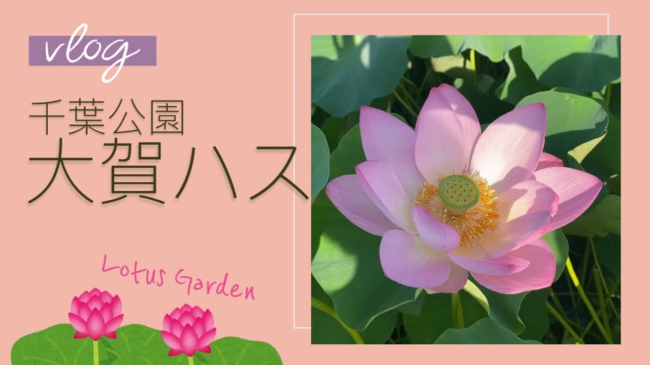 【千葉公園】「大賀ハス」を見にいきました!