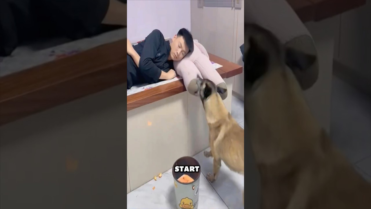 Dog Saves Owner From Fire While He Sleeps 😱🔥 Real Hero!