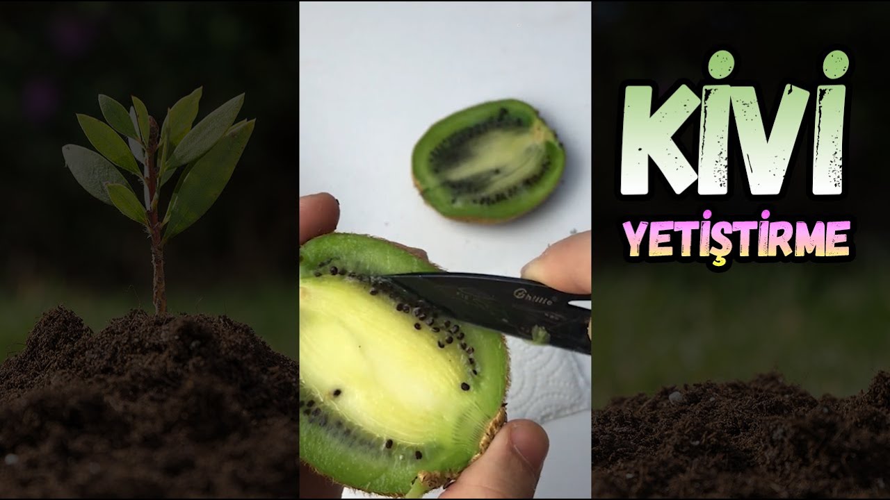&Ccedil;ekirdekten Kivi Yetiştirmek