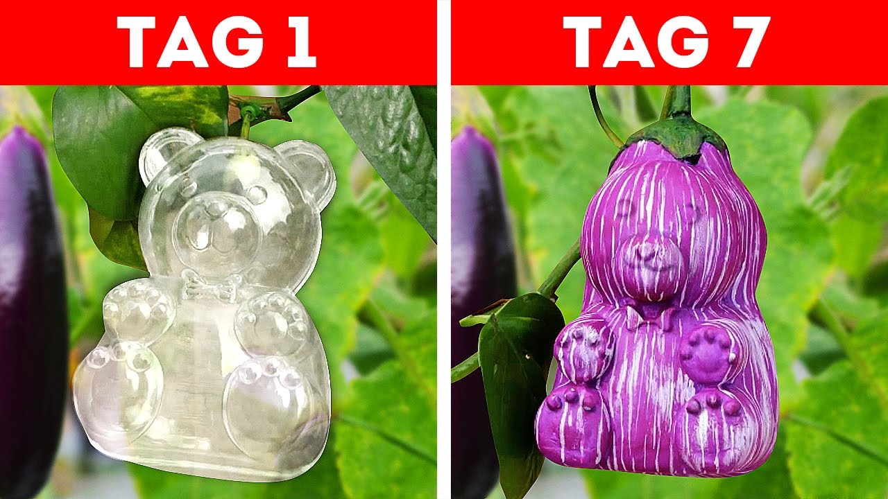 Z&uuml;chte EXOTISCHE Fr&uuml;chte und Gem&uuml;se in deinem eigenen Garten!