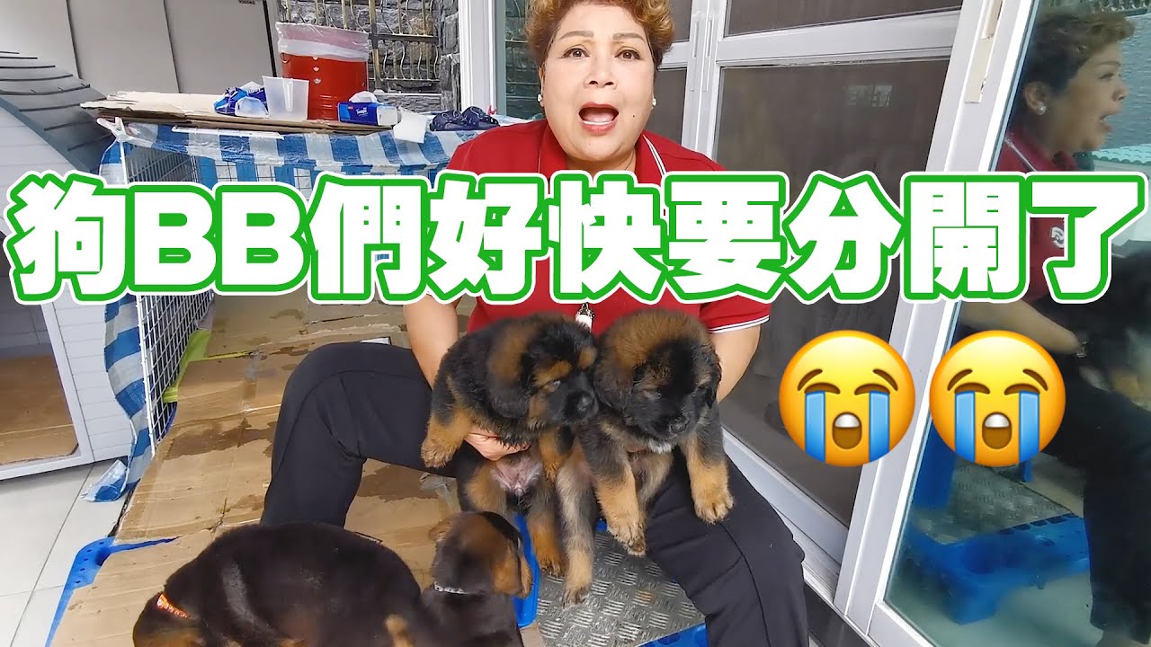 狗BB們好快就要分開了！臨走前拍多啲俾大家睇