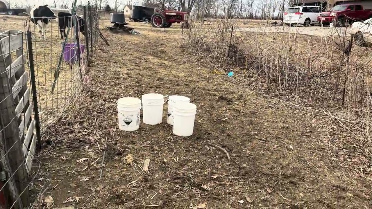 Working with docile livestock makes banding easy without a cattle chute 
