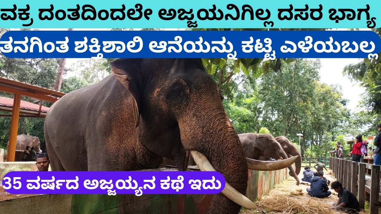 ವಕ್ರದಂತದಿಂದಲೇ ಅಜ್ಜಯ್ಯನಿಗಿಲ್ಲ ದಸರಾ ಭಾಗ್ಯ | ತನಗಿಂತ ಶಕ್ತಿಶಾಲಿ ಆನೆಗಳ ಹೆದರಿಸಿ ನಿಲ್ಲಬಲ್ಲ |  elephant camp