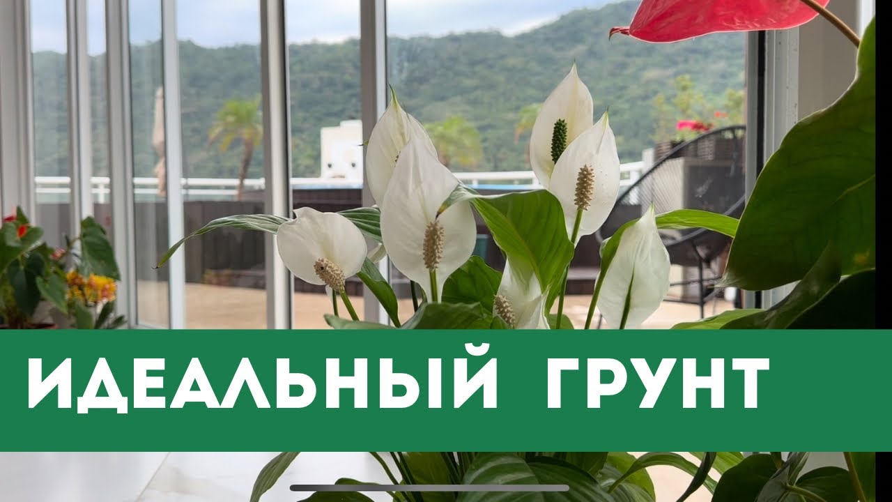 Идеальный Грунт для Спатифиллума
