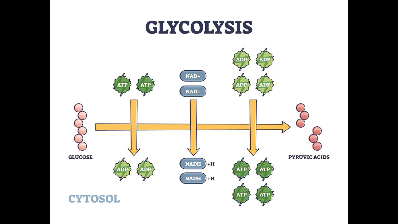 La Glicolisi In Modo Semplice
