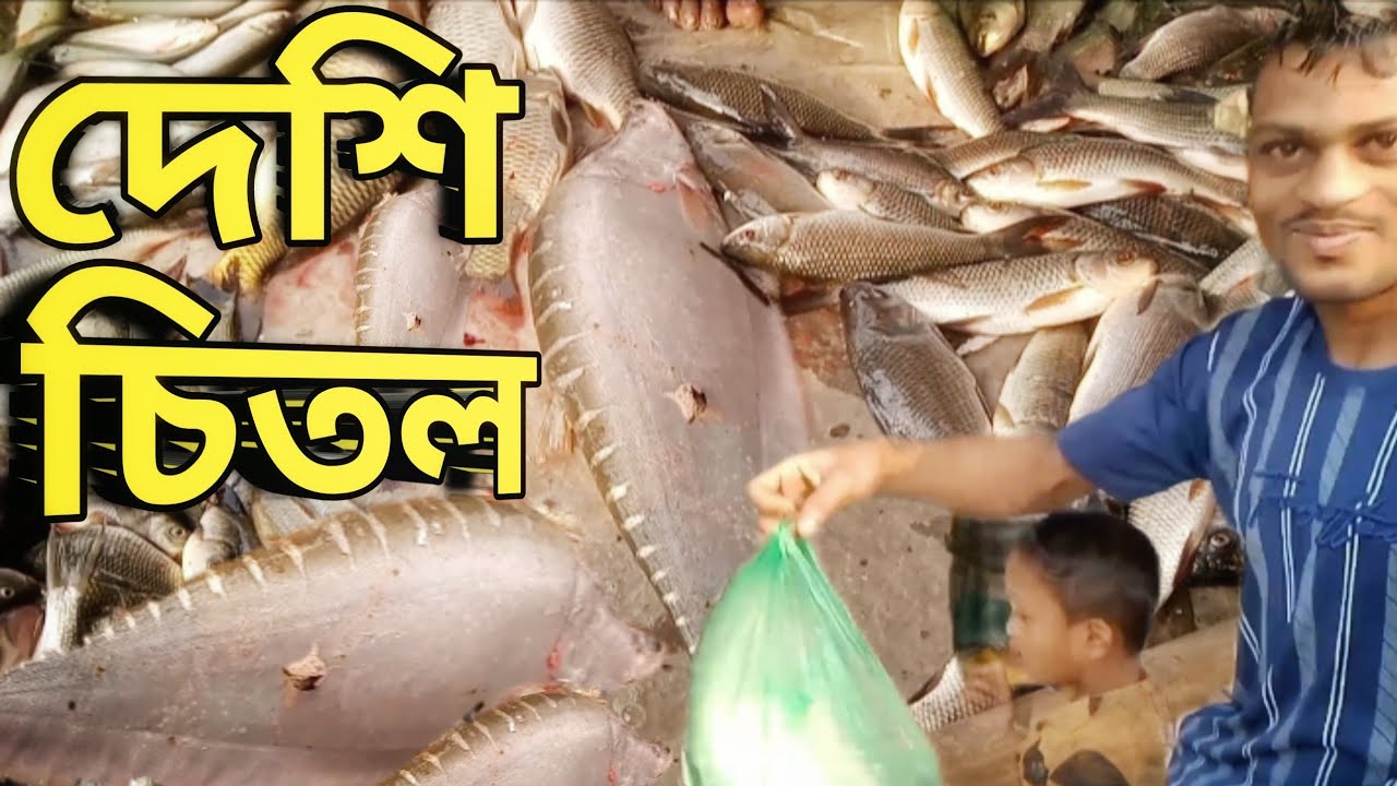 দেশি চিতল মাছ | Fresh Deshi Chitol Fish | মাত্র ৭০০ টাকা । Bolgger Babul Mia 
