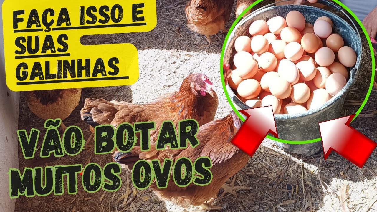 Ração de postura,Faça você mesmo,corte custos e produza uma ração de alta qualidade ai na sua casa!