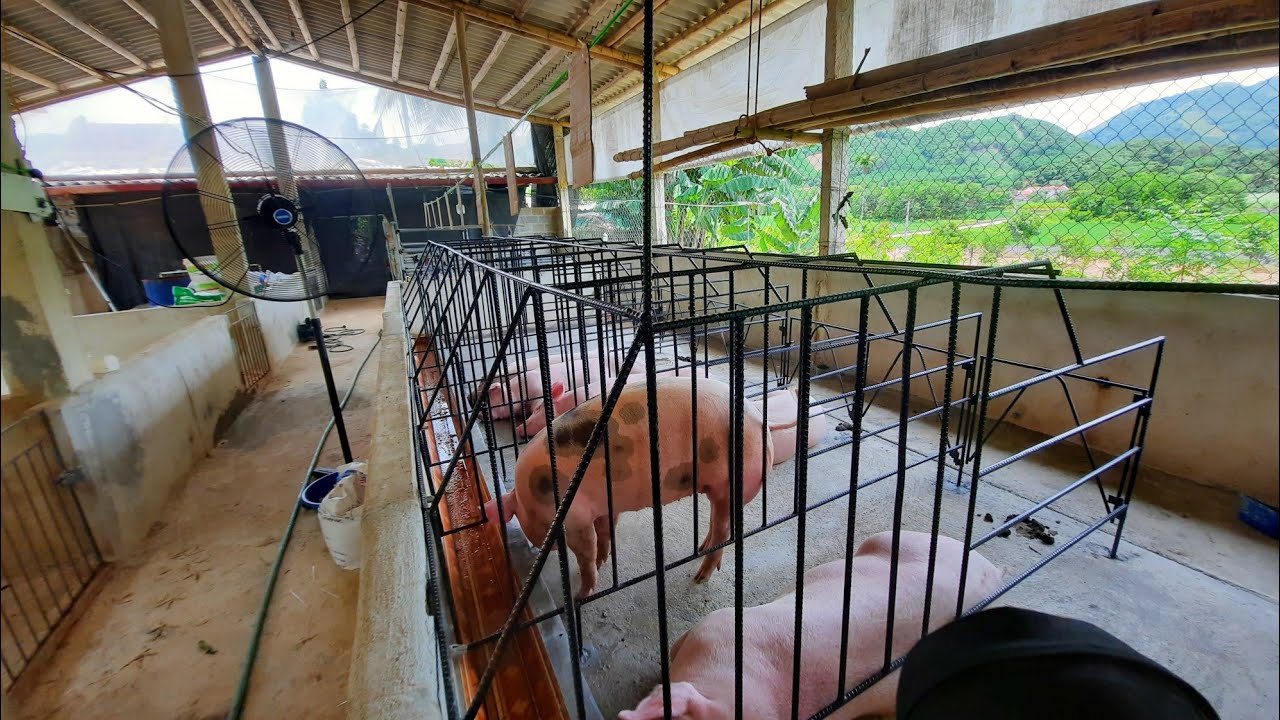làm khung chuồng nái hậu bị đợn giản tiết kiệm chi phí