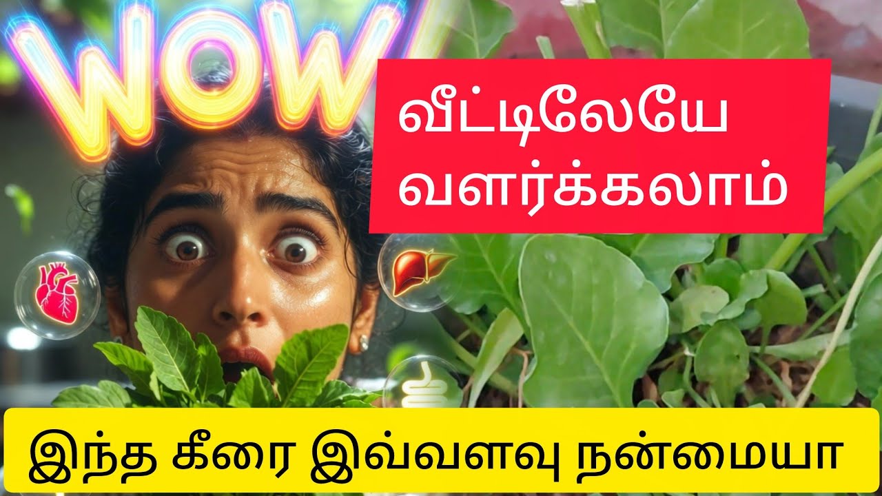 எந்த கீரை வீட்டில் எளிதாக வளரும் தெரியுமா | benifits of spinach 