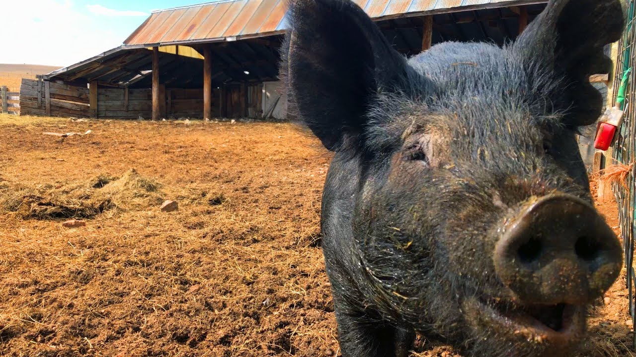 And the Pigs Leave the Ranch....