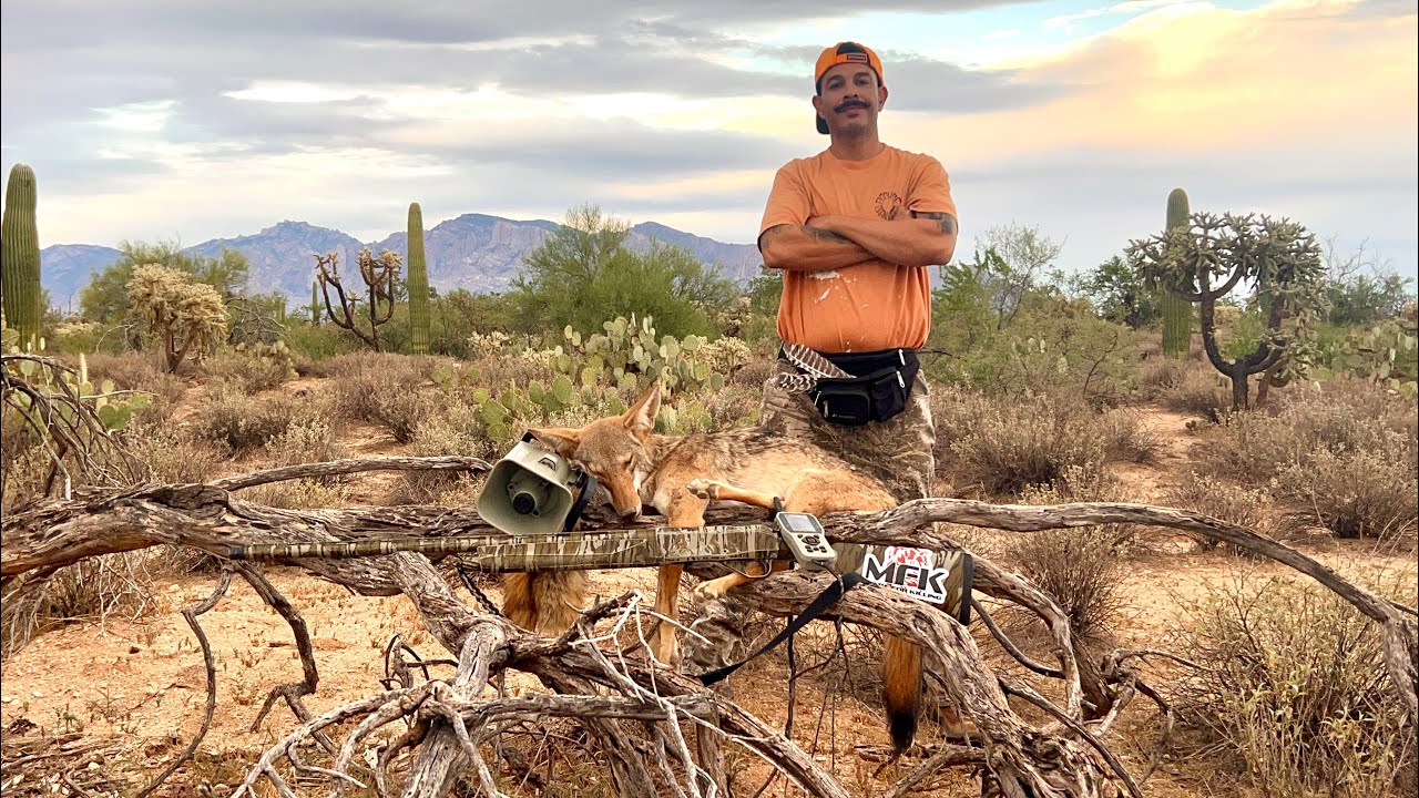 Labor Day Arizona Coyote 