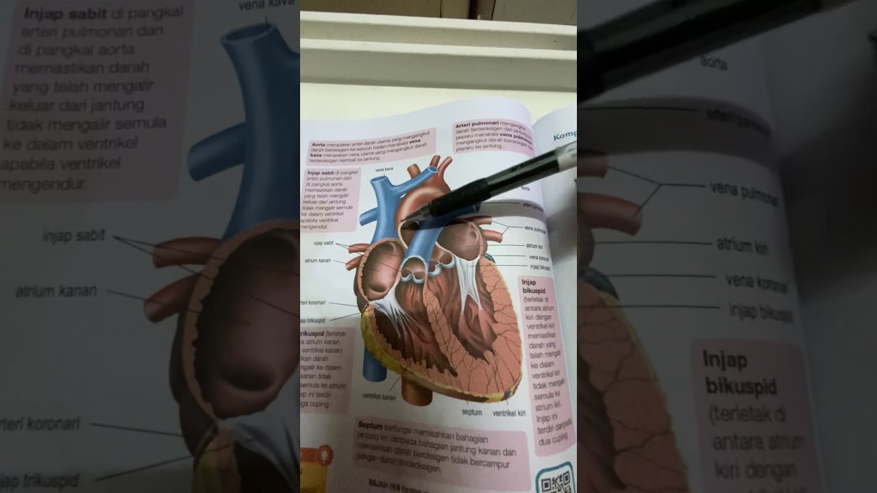 Salur Darah Manusia Biologi Ting 4
