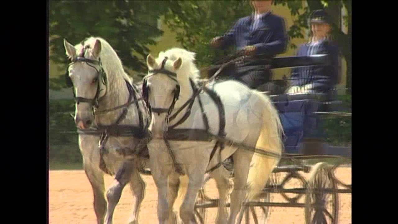 Gest&uuml;t Kladruby - Tschechien