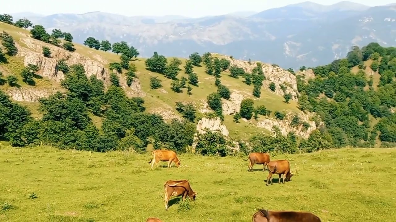 Tovuz rayonu,Baqqallı kəndi.