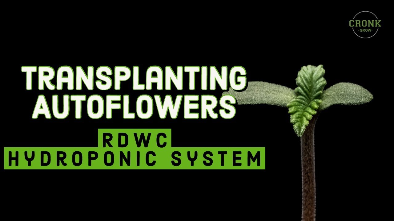 Transplanting Autoflowers HYDROPONIC
