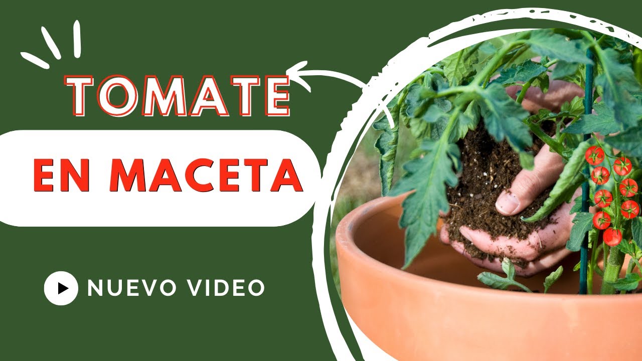 Cultivo Tomates de maceta mata baja -cuidados🌷+  arreglo floral con tulipanes🏝 ¡con sorpresa final!