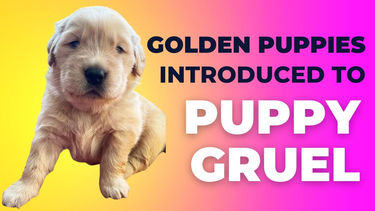 Golden Retriever Puppies Eat Real Food for First Time - Weaning Puppies at 3 Weeks with Puppy Gruel