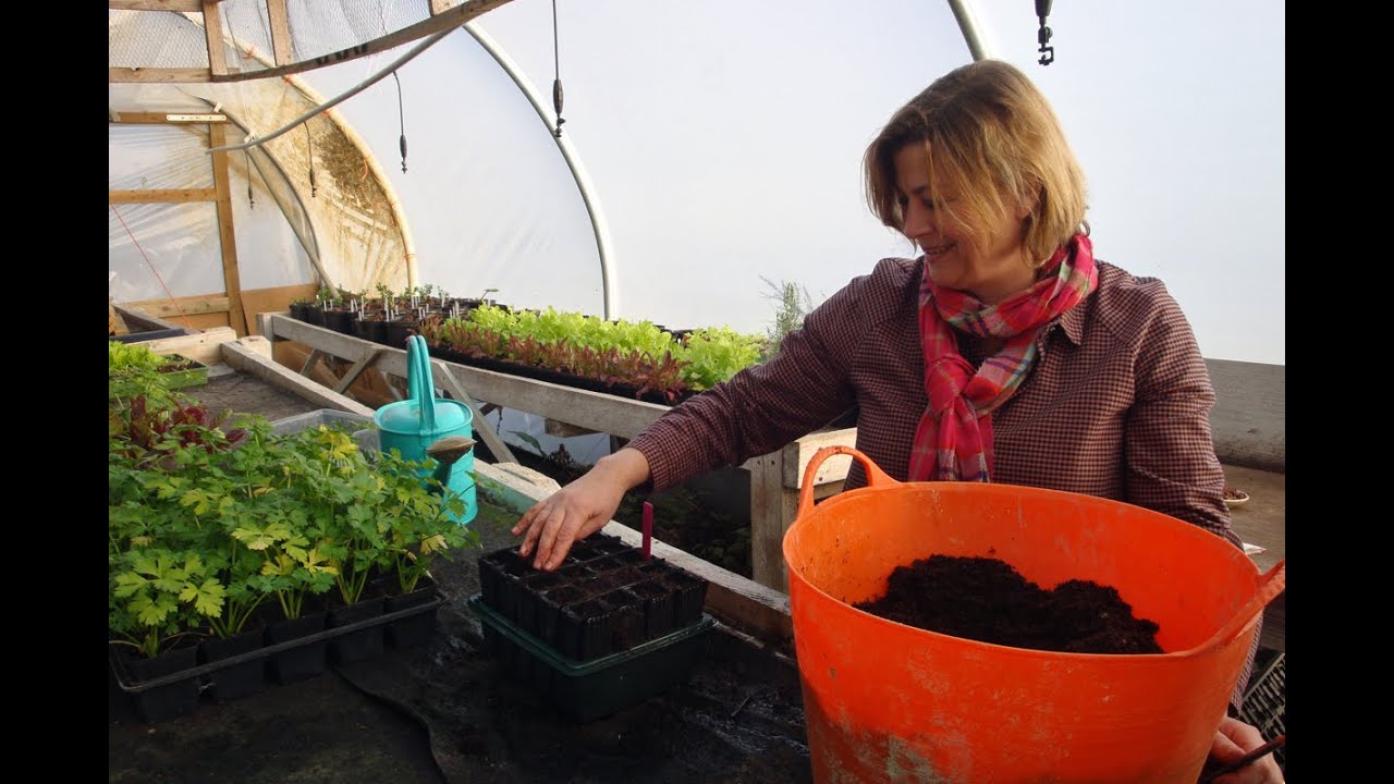 How to sow sweet pea seeds in the winter