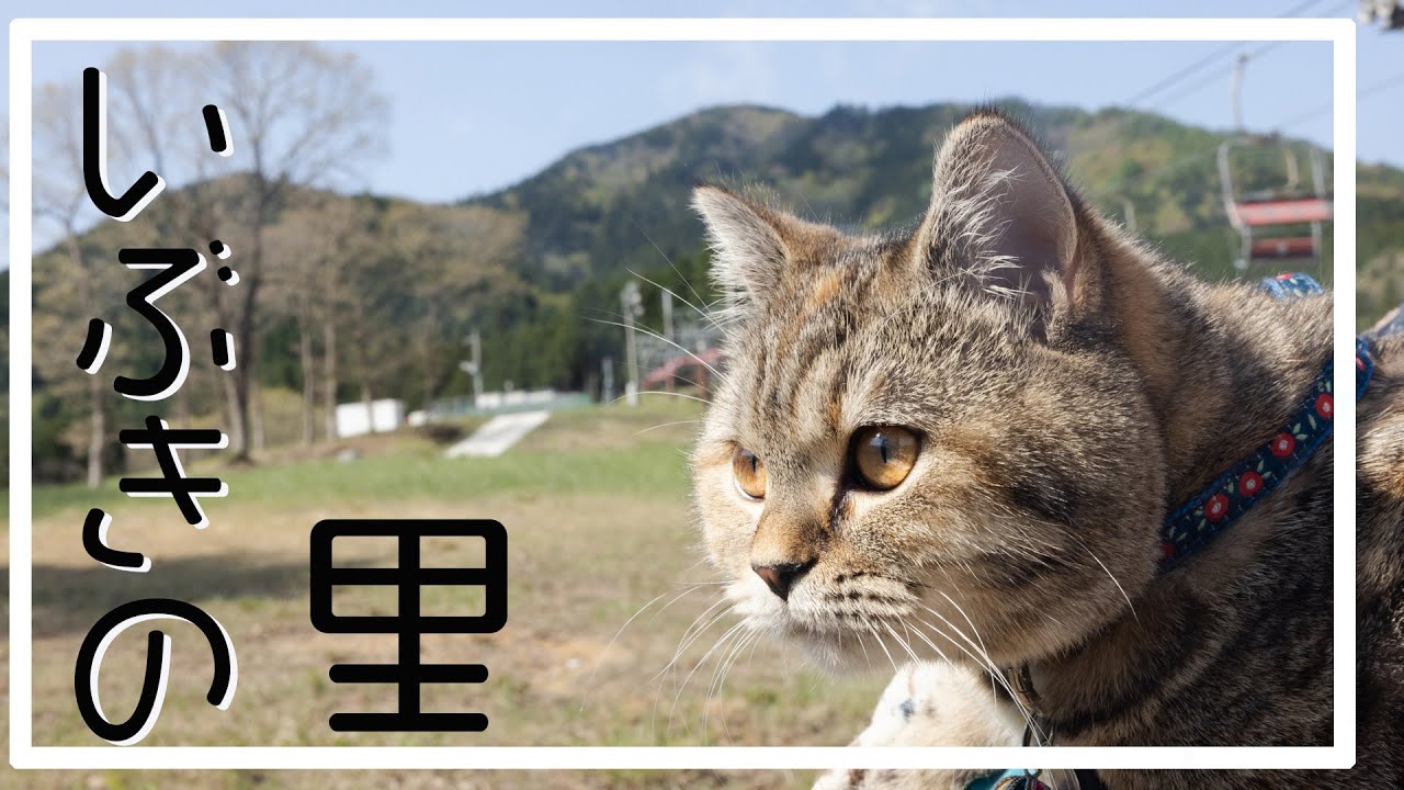 [キャンプ猫] たたらの森いぶきの里オートキャンプ場 [キャンプ飯]