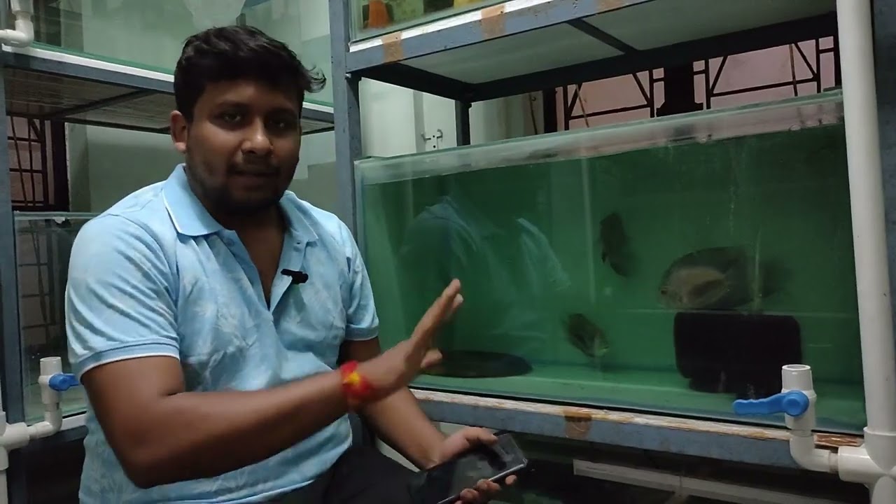 Uaru Cichlid Explained | Care, Diet, Tank Mates & Behavior