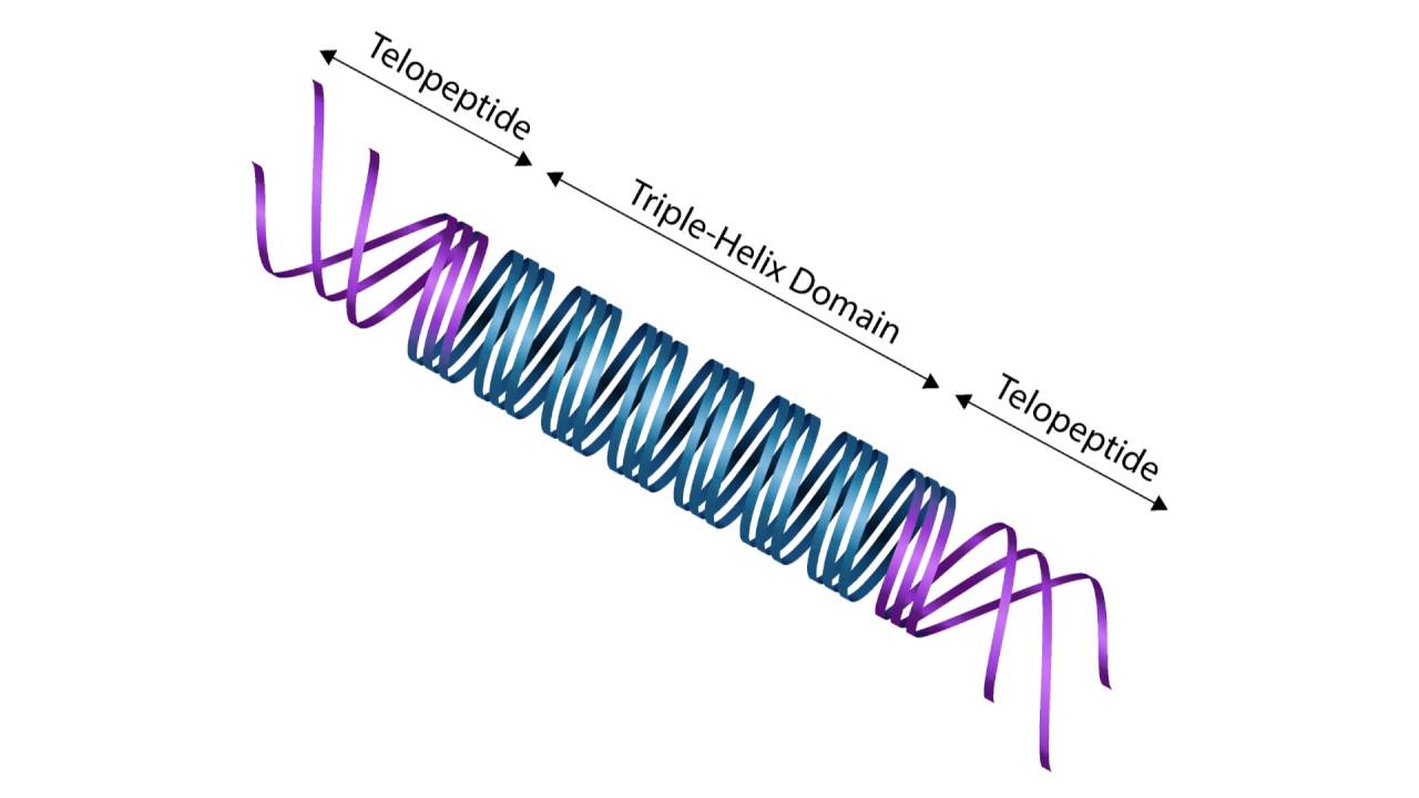 Telocollagen vs Atelocollagen