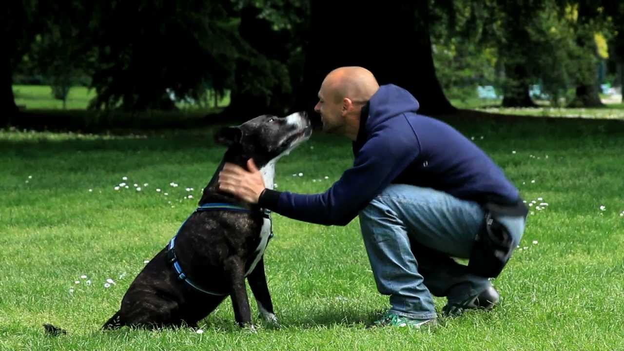 Simone Dalla Valle, Un cane per amico: booktrailer