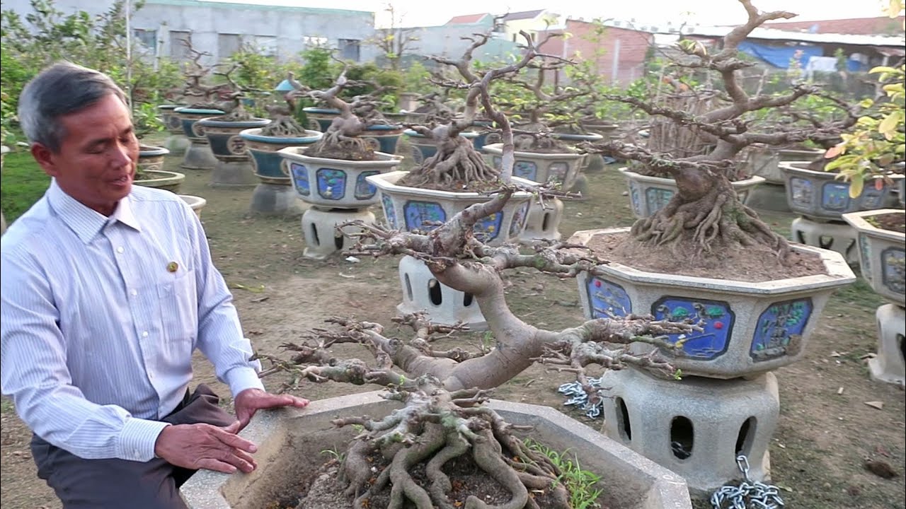 Cây Mai vàng Bình Định sau 20 năm