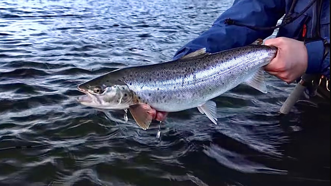 Vårfiske etter sjøørret med Lars Marius Bjørnstad