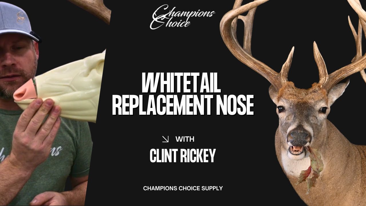 Whitetail Taxidermy 101- Install Whitetail Noses like This