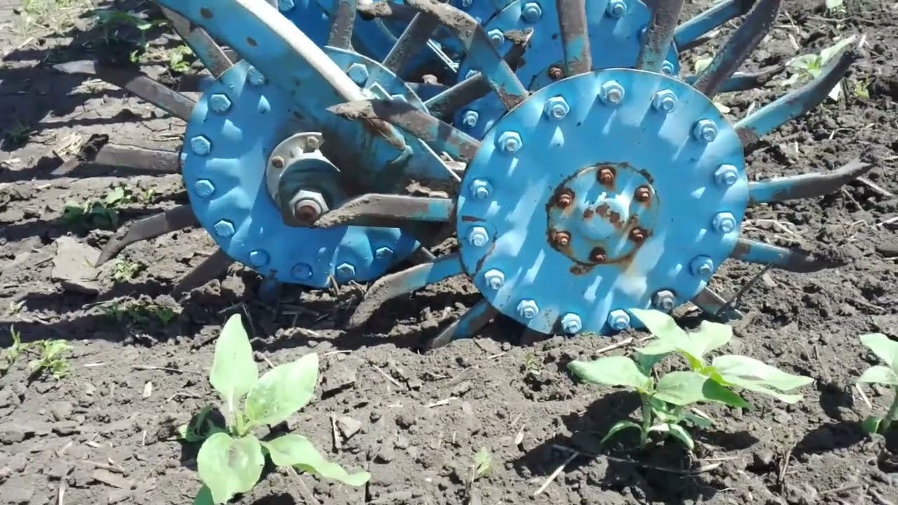 1.06.23✖️ Ротаційна борона ✖️на соняшнику🌻 лг 50480.👍🏻