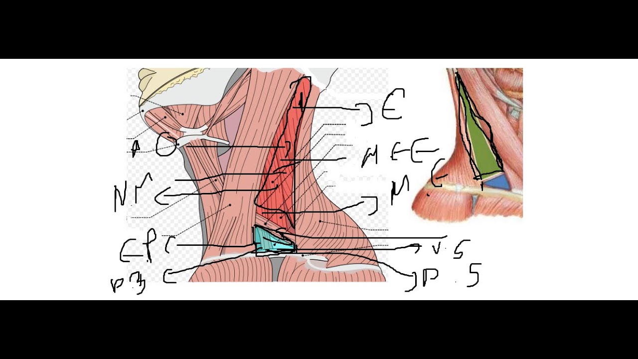Triangulo Occipital (triangulo posterior)
