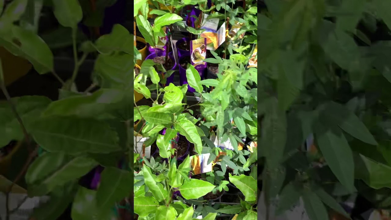 C&acirc;y olive, c&acirc;y passion fruit & c&acirc;y black berry