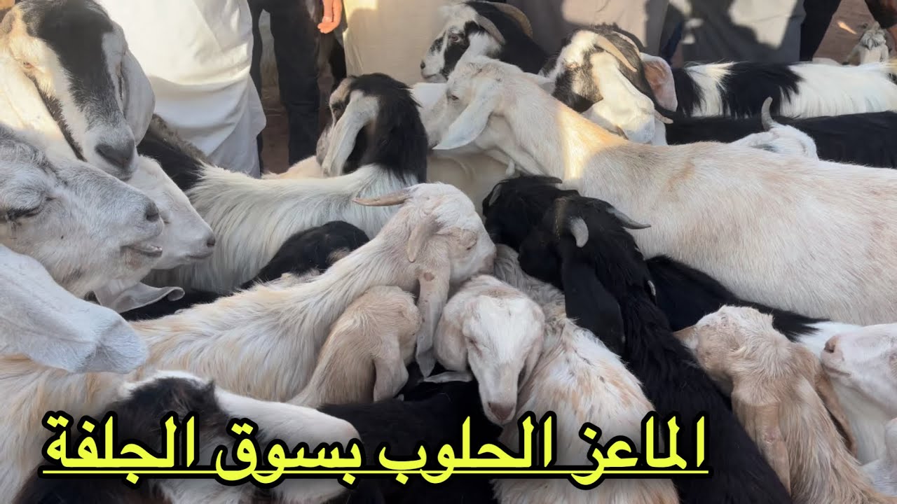 أسعار الماعز الحلوب بسوق حاسي بحبح لولاية الجلفة في الجزء 1 .