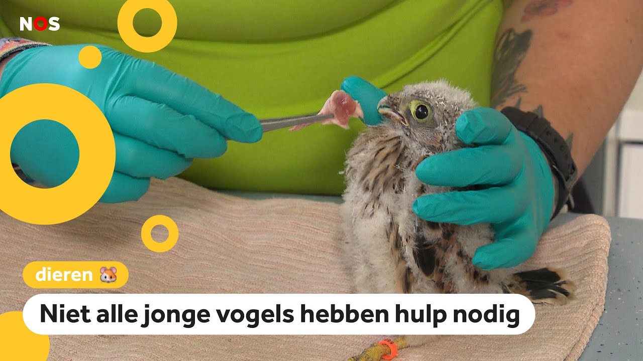 Dierenambulance krijgt te veel meldingen en opvang plekken zitten vol