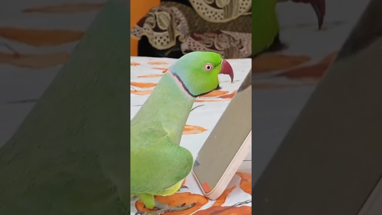 Hello-You all are waiting for my fun! Let's enjoy ❤️🦜
