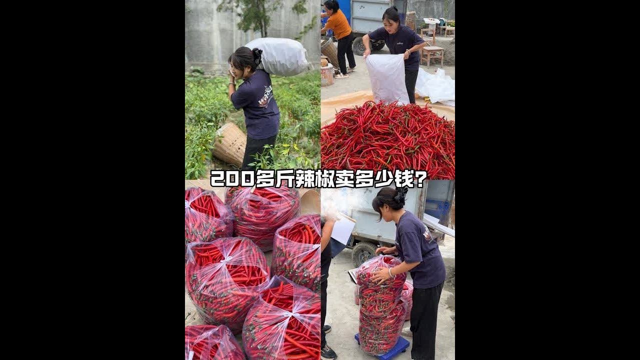 在甘肃农村，从早上出发摘辣椒，到下午回家挑选、剪把、包装，看看一天能卖多少钱#甘肃农村 #农村生活 #农产品