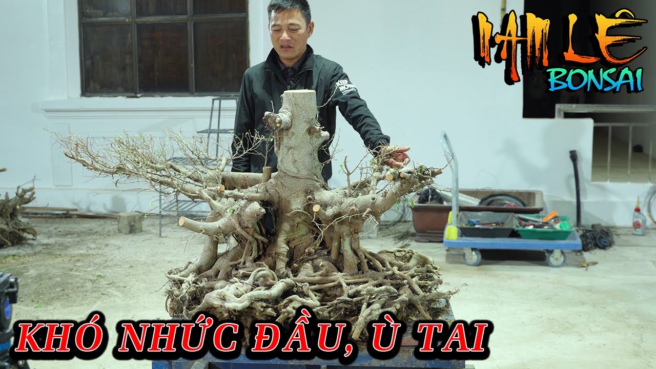 Nam Lê khai phá định hình cốt tán tầng bệ đẹp thân quái, rất khó giúp AE Hải Phòng | NamLe Bonsai