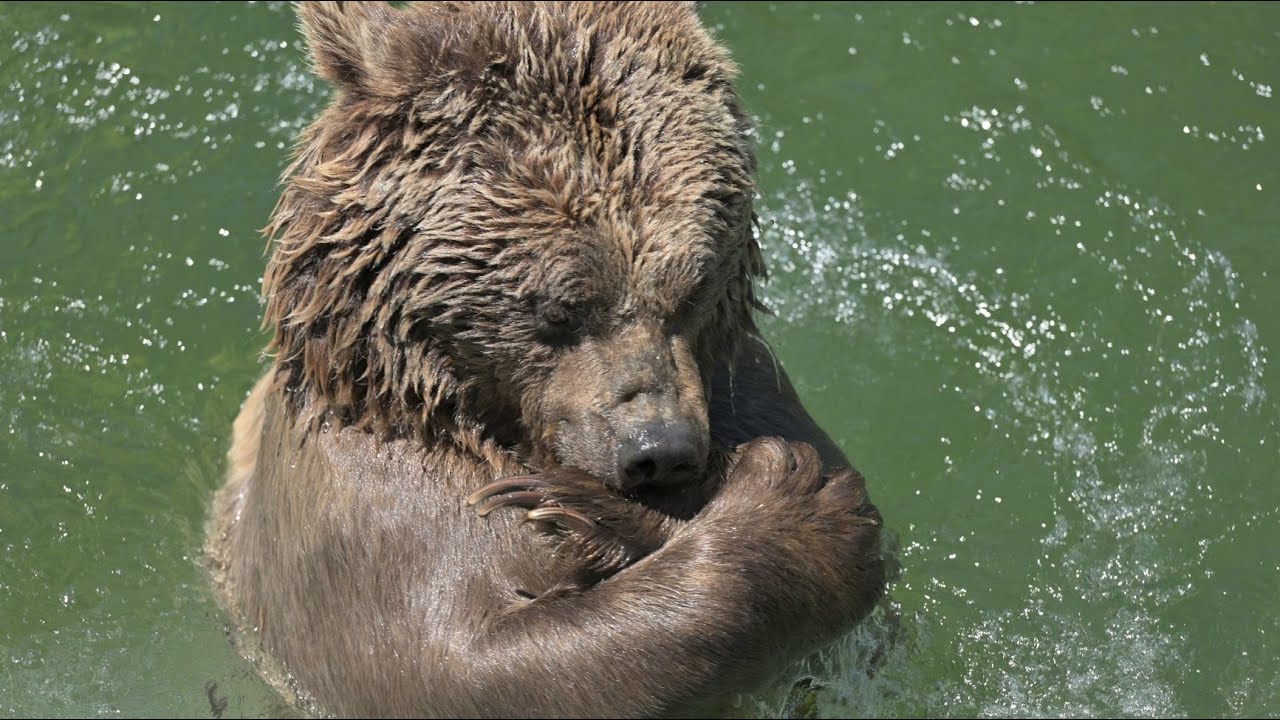 Natur- und Tierpark Goldau