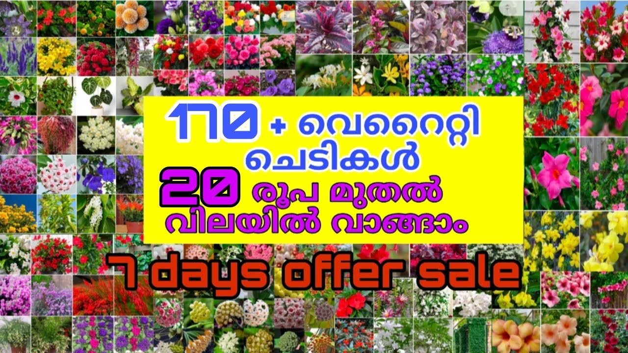 🤩🌼🌲ഇഷ്ടം പോലെ ചെടികളും പൂക്കളും 20 രൂപ മുതൽ 170 + varieties വാങ്ങാം #reels #garden