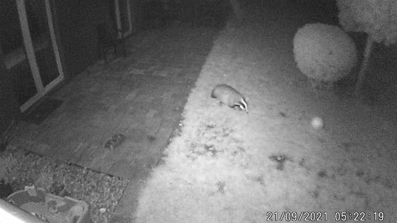 Borsuk w ogrodzie - część 2