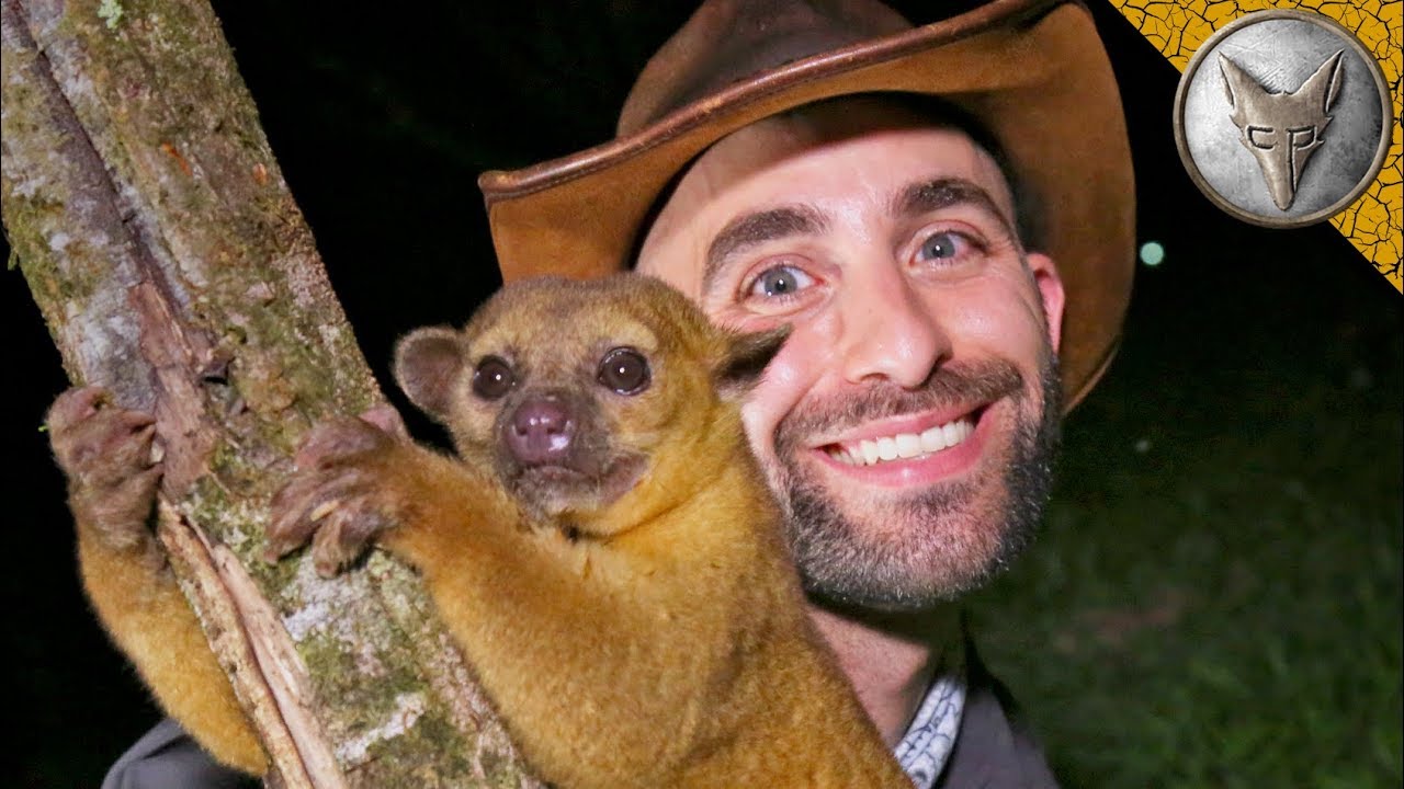 FEROCIOUSLY ADORABLE Kinkajou!
