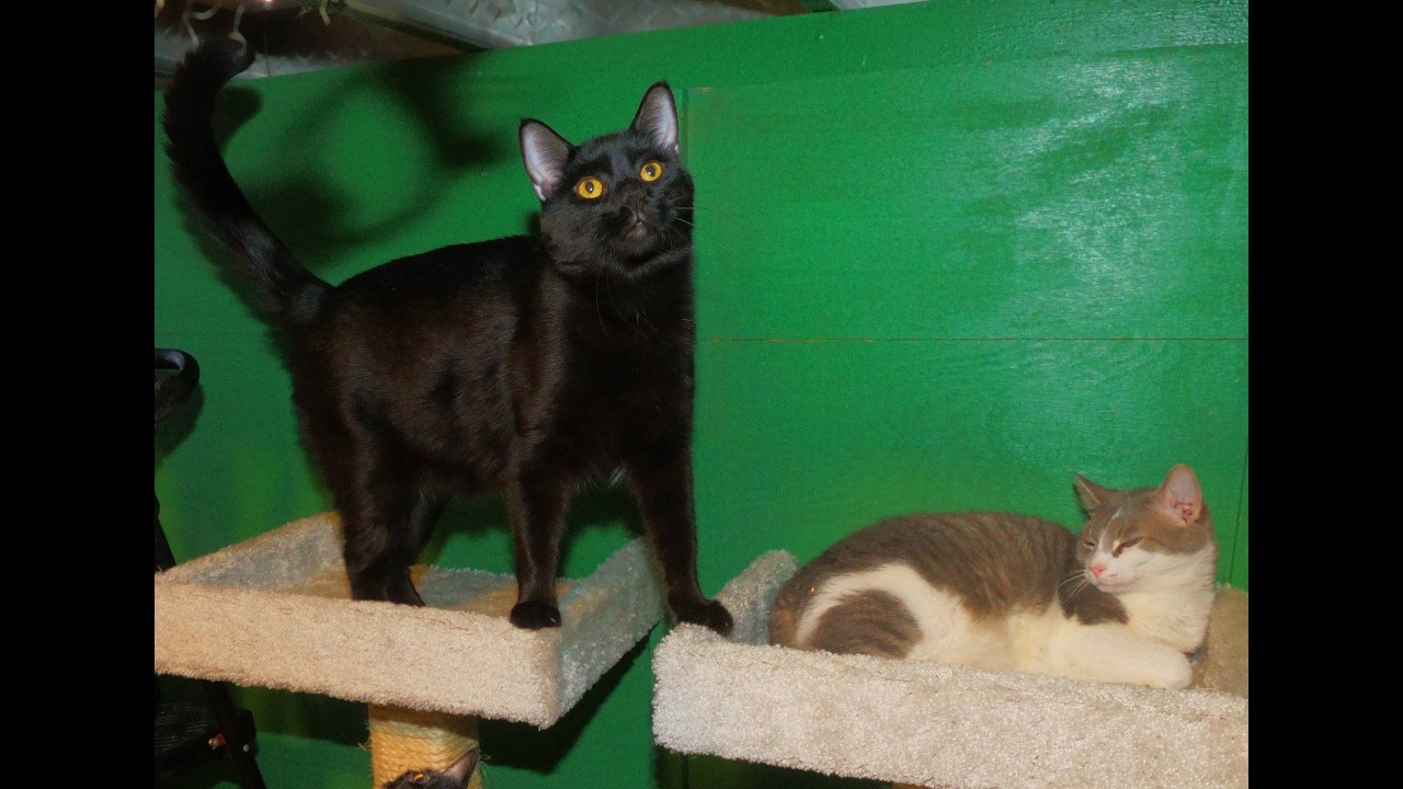Dinner & Treats with the Annex Kitties