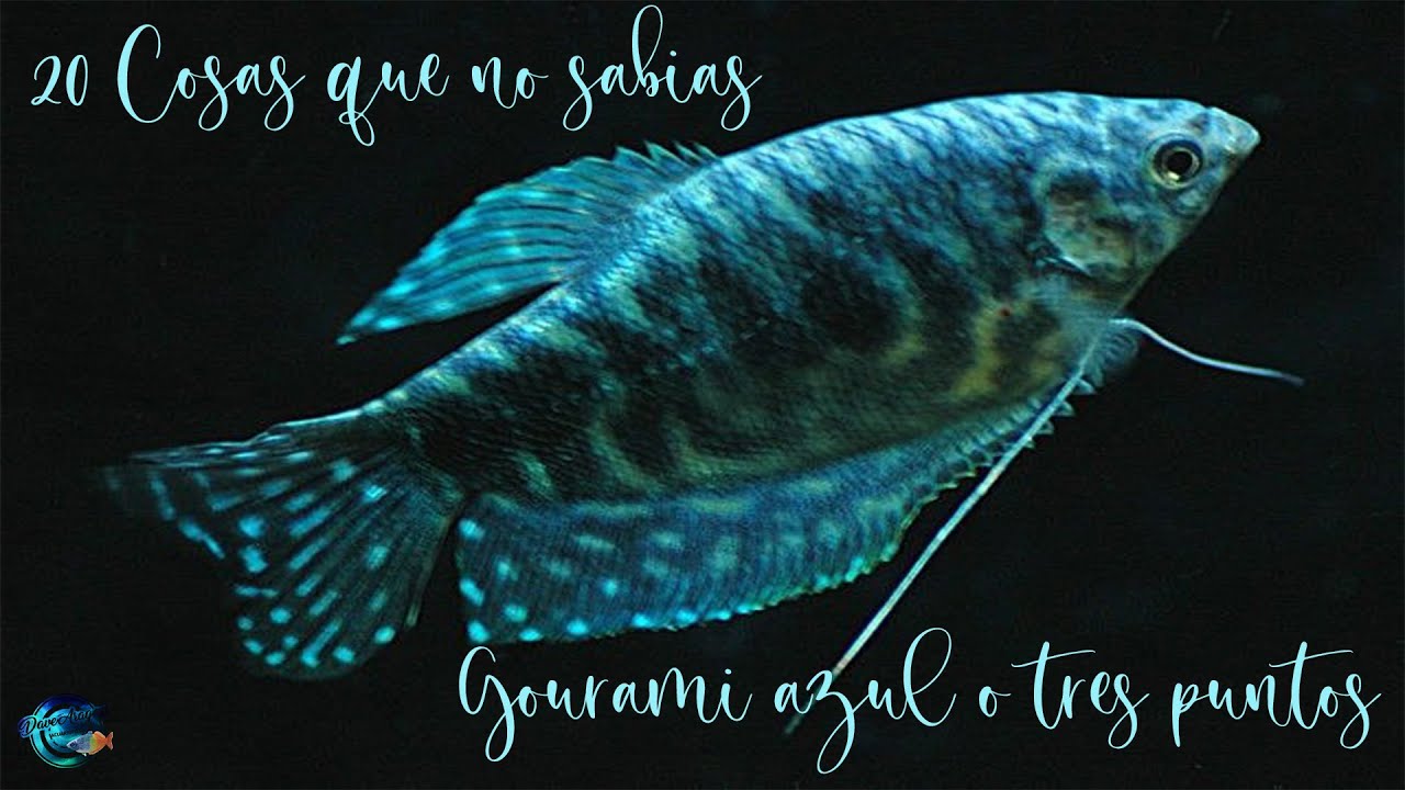 20 Cosas que no sabias del Gourami de 3 puntos ( trichogaster trichopterus)