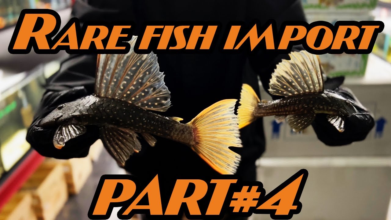 RARE FISH/ and Community IMPORT UNBOXING *PART 4*