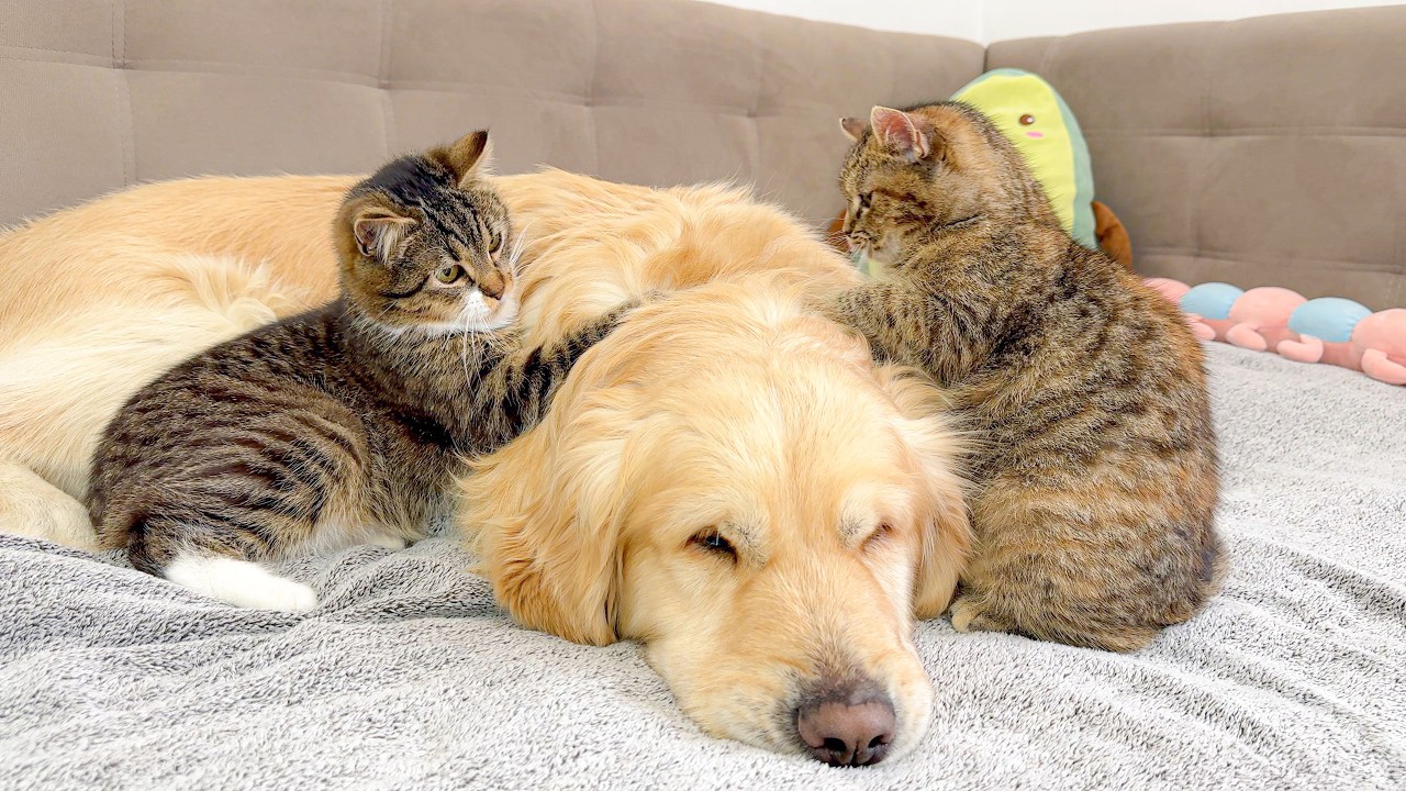 Golden Retriever Ignores Crazy Kittens… Watch What Happens!!