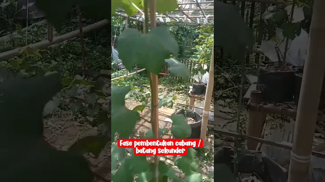 fase pembentukan batang/cabang sekunder#youtuberpemula